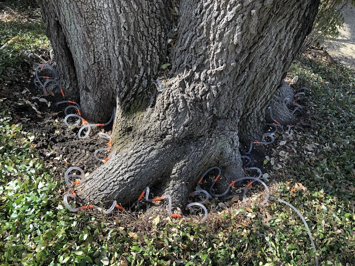 Detailed Tree Cabling and Bracing job site in Oberlin